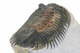 Rare Treveropyge Berbera Trilobite - Exceptional Specimen #299841-5